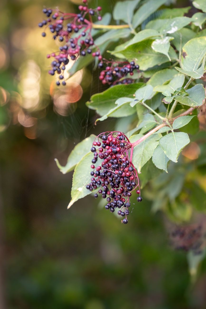 Detailed shot of elderberries hanging from a shrub branch, highlighting vibrant natural growth.