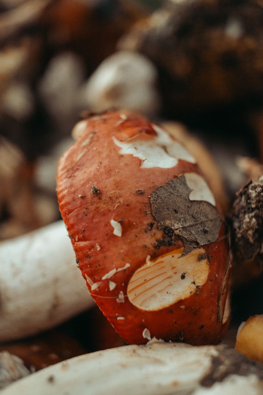 A detailed close-up shot of a red mushroom on a forest floor, highlighting its texture.