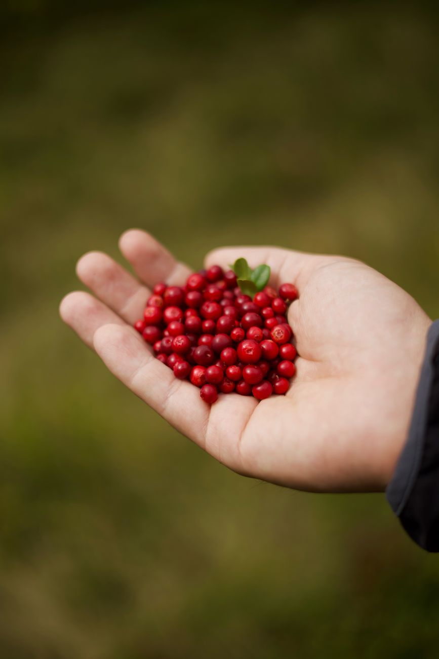 A close-up of a hand holding fresh red lingonberries, perfect for nature themes.