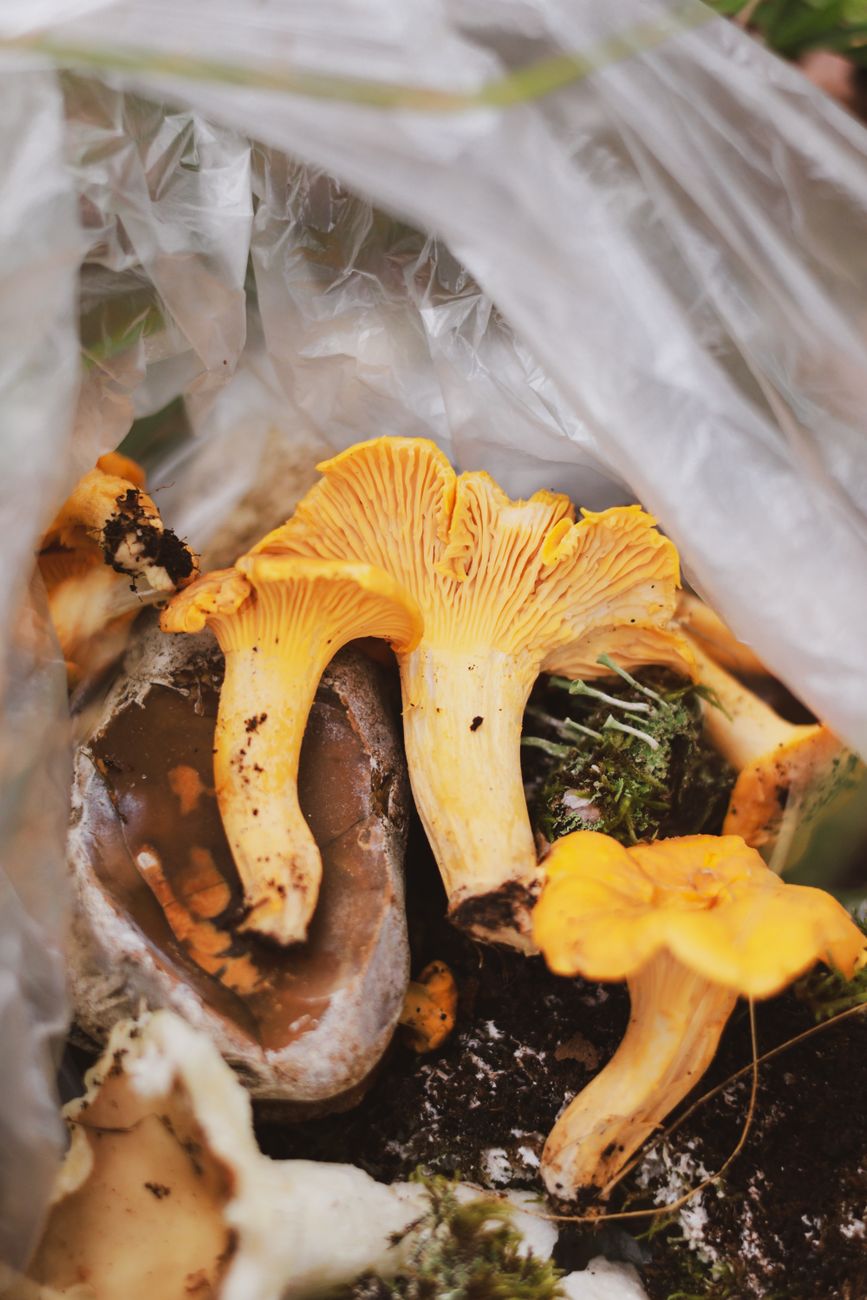 Close-up of vibrant yellow chanterelle mushrooms in natural forest setting.