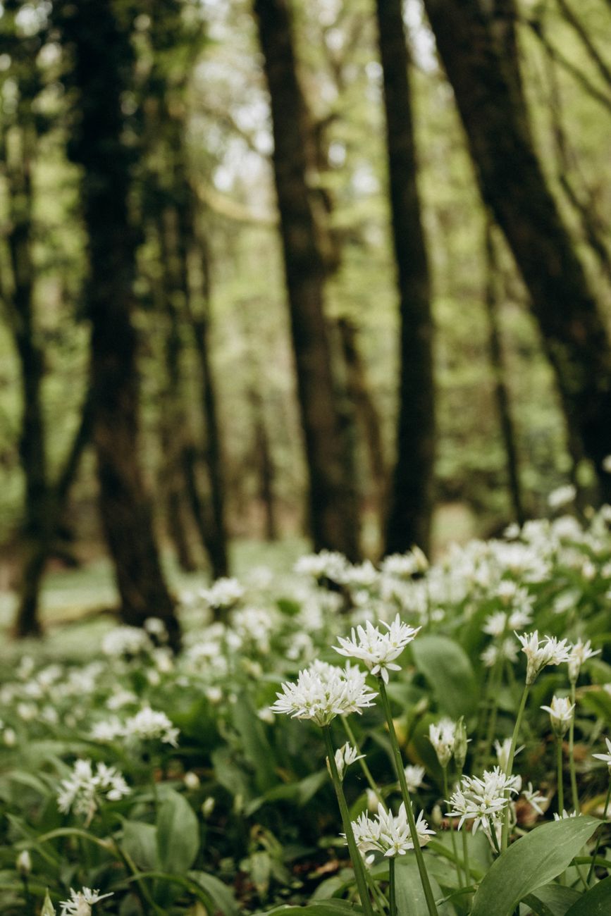 A serene forest with blooming wild garlic flowers creating a lush green carpet.