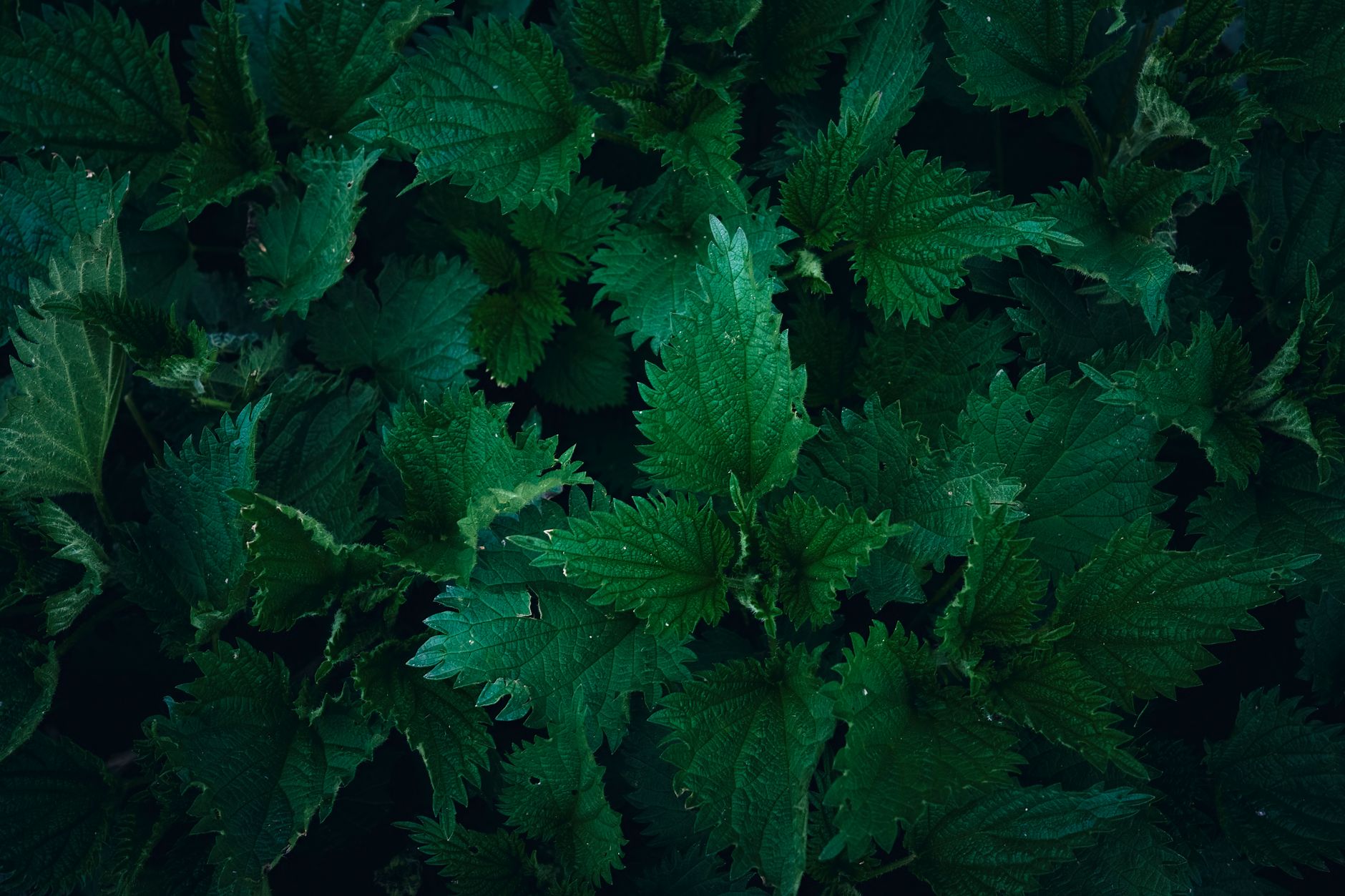 Close-up of vibrant green stinging nettle leaves, showcasing natural patterns and textures.