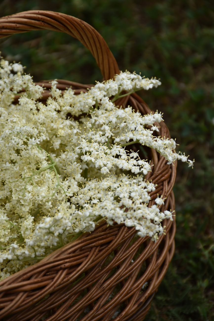 Delicate elderberry flowers elegantly arranged in a rustic woven basket.
