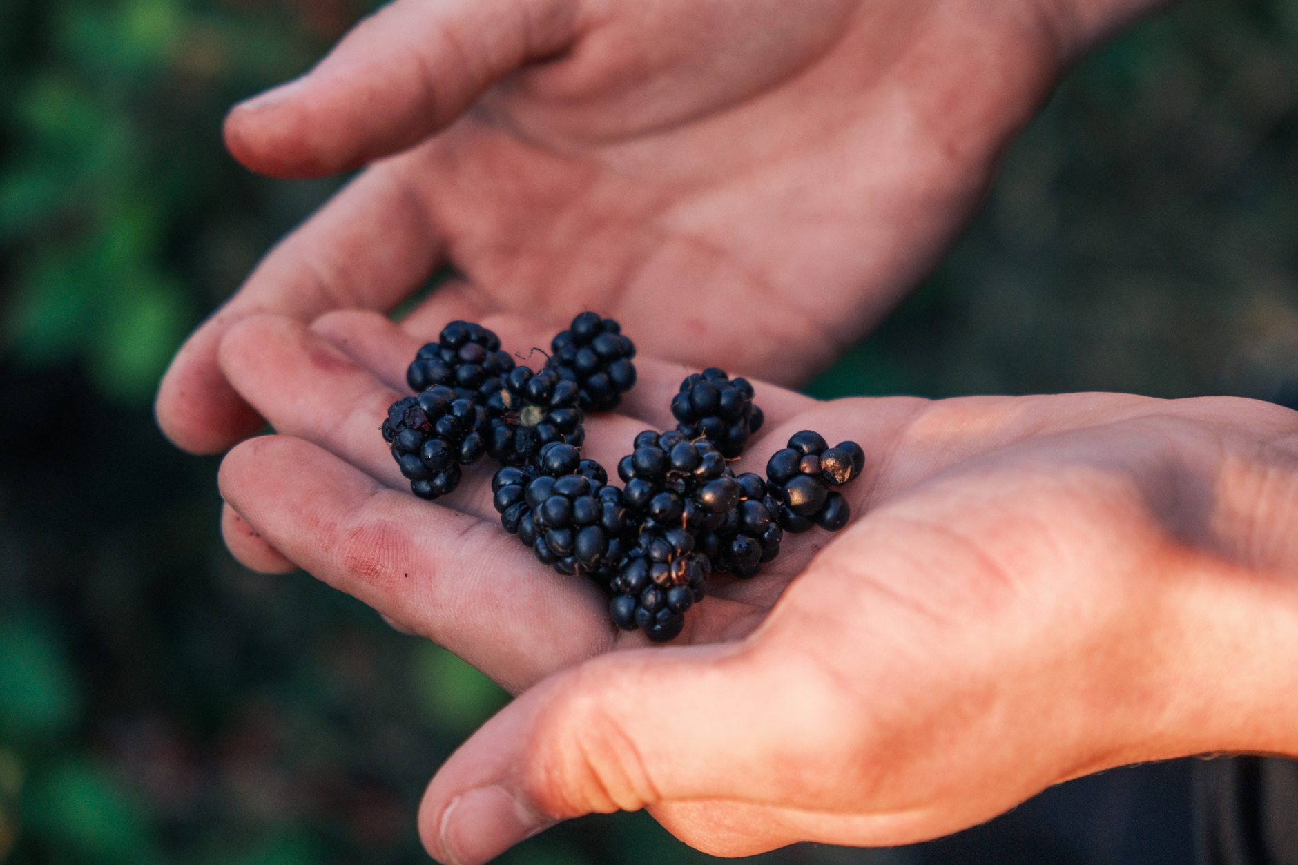 Close-up of hands holding freshly picked blackberries outdoors, showcasing nature's bounty.