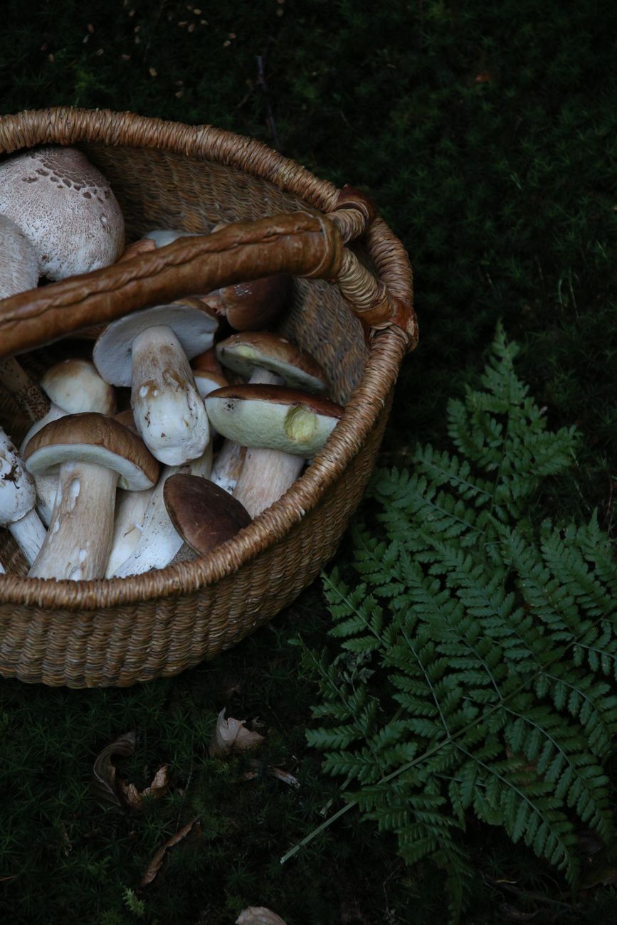 A woven basket filled with freshly foraged mushrooms on a forest floor with ferns.