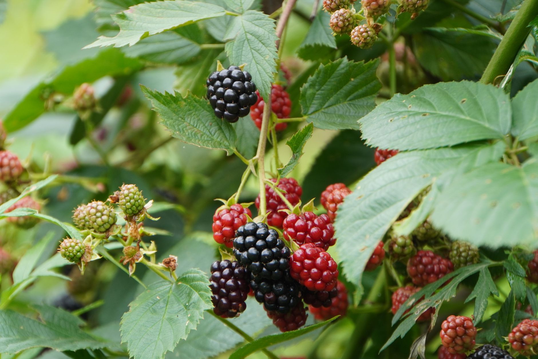 Close-up of ripe and unripe blackberries on a vine, highlighting nature's abundance.