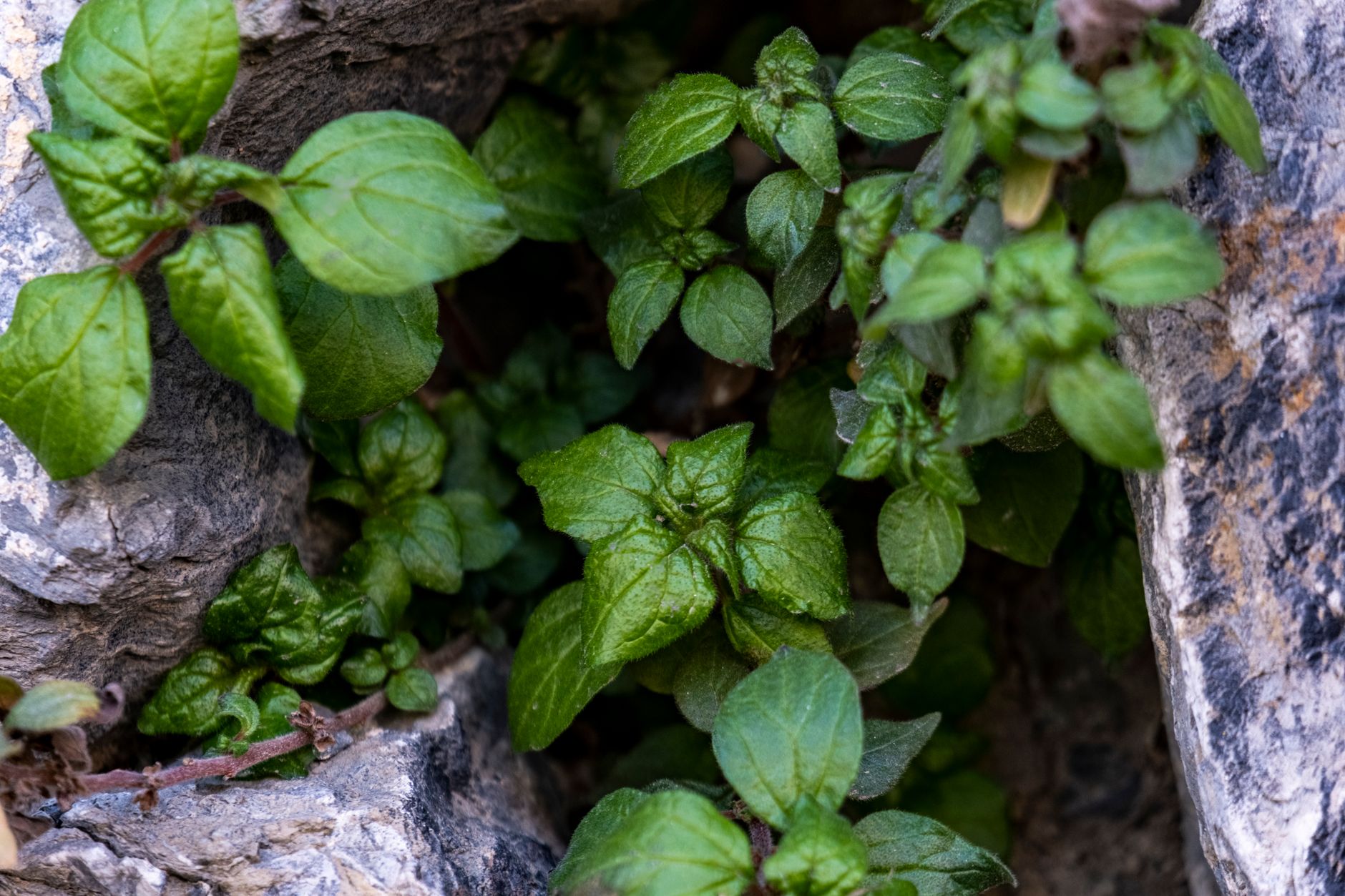 Vibrant green mint leaves emerging through rocky crevices. Perfect nature background.