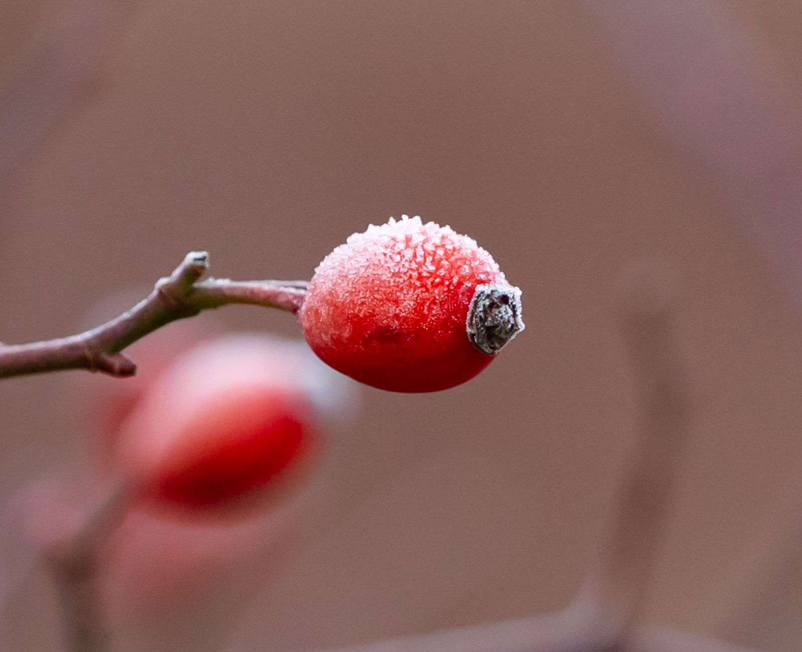 A frosty red berry on a branch with a blurred background captures winter's essence.